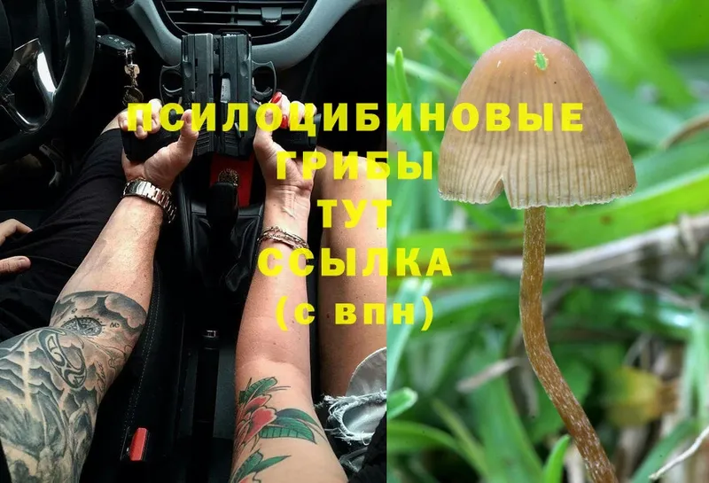 Галлюциногенные грибы MAGIC MUSHROOMS  blacksprut как войти  Белебей 